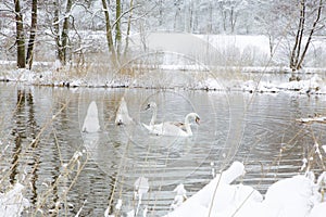 Swans In Wintertime