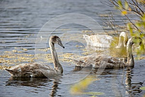 Swans - young waterfowl with gray plumage from the Cygnini tribe