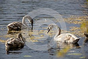 Swans - young waterfowl with gray plumage from the Cygnini tribe