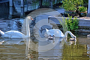 Swans with your fledglings