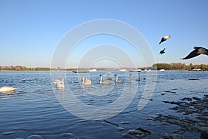 Swans in Zemun, Srbija