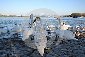 Swans in Zemun, Srbija