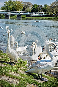 Swans â€“ Cygnus on the river side with bridge, Piestany