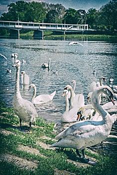 Swans â€“ Cygnus on river side with bridge, Piestany