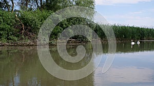 Swanson the water in Danube delta