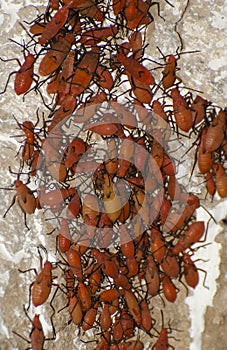 A swarm of adolescent beetles