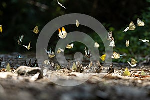 Swarm of adult male butterflies sapping on salt and mineral which also call mud puddling phenomenon during summer on mating season