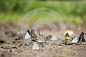 Swarm of adult male butterflies sapping on salt and mineral which also call mud puddling phenomenon during summer on mating season