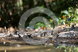 Swarm of adult male butterflies sapping on salt and mineral which also call mud puddling phenomenon during summer on mating season