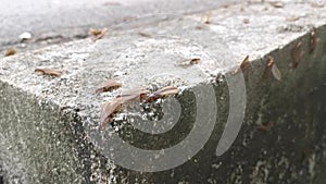 Swarm of the Alates termite winged insect.