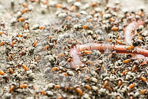 Swarm Of Ant Colony Eating Earthworm