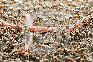 Swarm Of Ant Colony Eating Earthworm