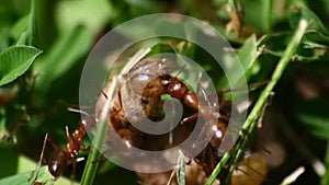 Swarm of ants devour a maggot in the grass