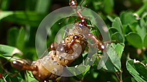 Swarm of ants devour a maggot in the grass