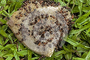 Swarm of Ants Eating Dicarded Dog Bone