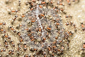 Swarm Of Ants Eating Giant Centipede