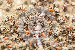 Swarm Of Ants Eating Giant Centipede