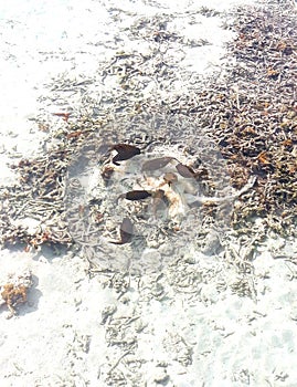 a swarm of balloons that are eating dead stingrays, on the beach of maldives