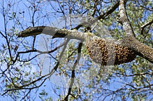 Swarm or `Beard` of Honeybees Clumped on Branch