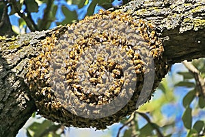 Swarm of bees