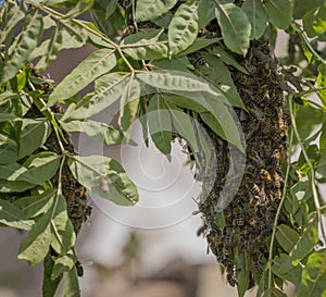 Swarm bees - apis mellifera bees swarming