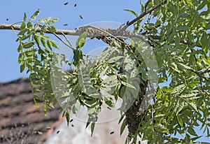 Swarm bees - apis mellifera bees swarming