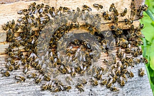 Swarm of bees at a beehive