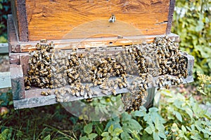 Swarm of bees on a beehouse