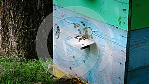 A swarm of bees brings nectra to a beehive in the backyard of a private rural home. Beekeeping and honey collection