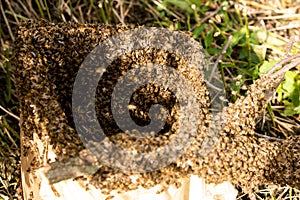 Swarm of bees close-up in a trapped bee collector