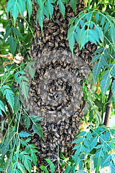 Swarm of bees clustered on a tree Protecting their Queen
