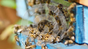 Swarm of bees flying in and out of wooden beehive