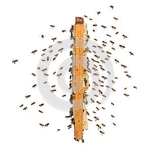 Swarm of bees flying towards a hive frame, isolated on a white background