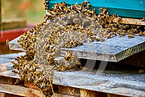 Swarm of bees in front of the entrance of a wooden honey bee box