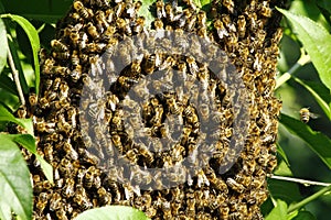 Swarm of bees