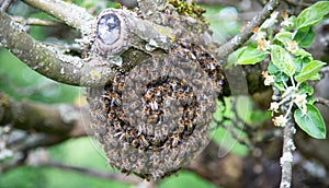Swarm of bees