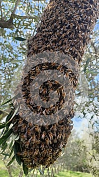swarm of bees on olive tree