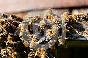 A swarm of bees outside the hive on a sunny summer day