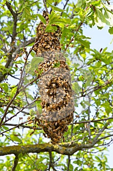 Swarm of bees