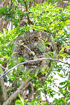 Swarm of bees, swarming honey bees on a tree branch in spring