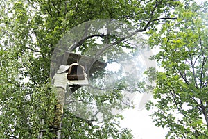 A swarm of bees on a tree in a large group. A beekeeper smokes bees with smoke for safety. Birch bark basket for