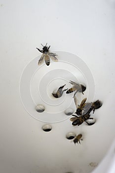 Swarm of bees in urinals for men, Concept of diabetes