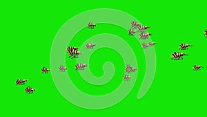 Swarm of Bees Wasps Green Screen 3D Renderings Animations