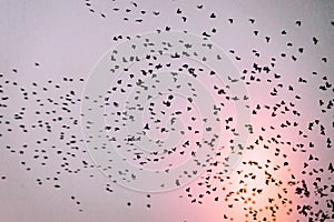 Swarm of Birds