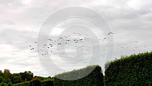 A swarm of birds in the sky