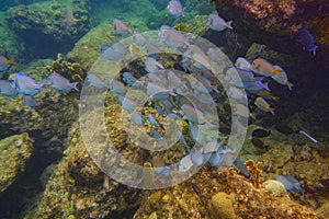 Swarm of blue fish in turquoise water