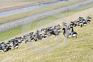Swarm Brent gooses at the