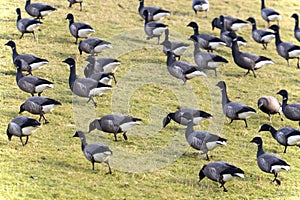Swarm Brent gooses