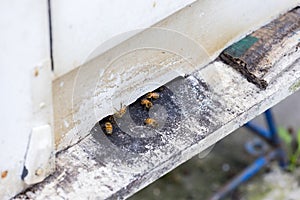Swarm of busy honey bees entering beehives in garden