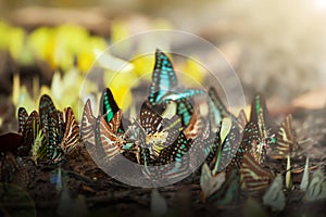 A swarm of butterflies feeding on salt lick